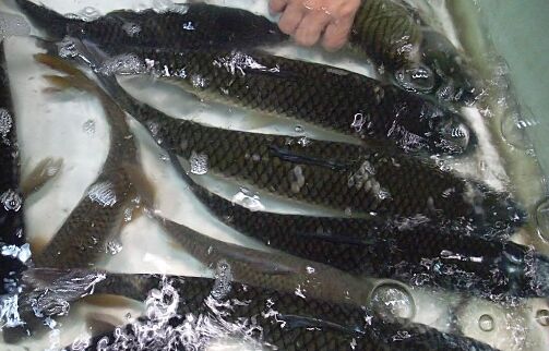 2017养草鱼赚钱吗?