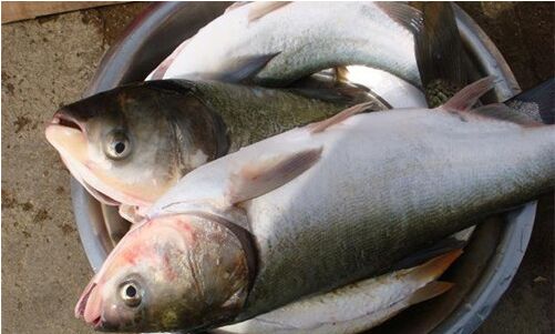 2017养白鲢赚钱吗?2017白鲢养殖前景及市场价格行情分析