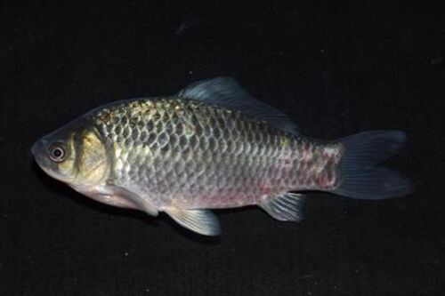 2017养鲫鱼赚钱吗?2017鲫鱼养殖前景及市场价格行情分析