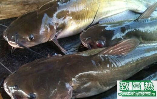 2017养鲶鱼赚钱吗?2017鲶鱼养殖前景及市场价格行情分析