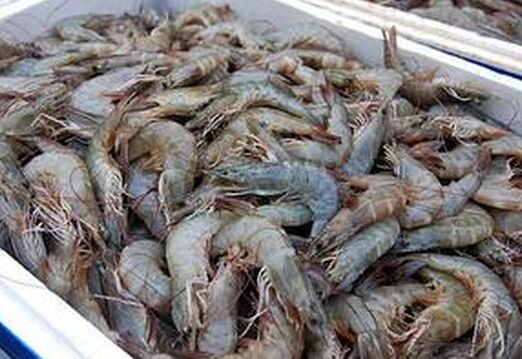 2017养河虾赚钱吗?