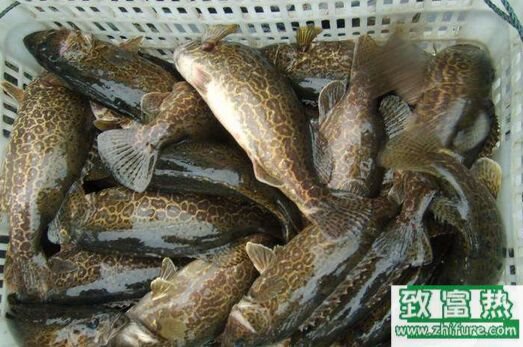 2017养鳜鱼赚钱吗?2017鳜鱼养殖前景及市场价格行情分析