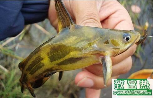 2017养黄颡鱼赚钱吗?2017黄颡鱼养殖前景及市场价格行情分析