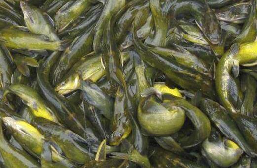 2017养黄颡鱼赚钱吗?