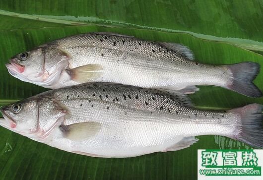 2017养鲈鱼赚钱吗?2017鲈鱼养殖前景及市场价格行情分析