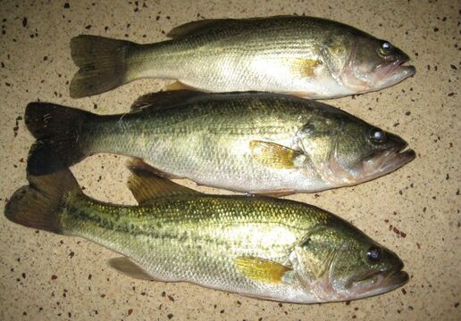 2017养鲈鱼赚钱吗?