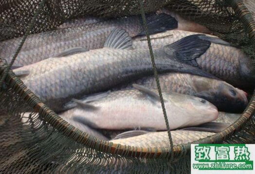 2017养青鱼赚钱吗?2017青鱼养殖前景及市场价格行情分析