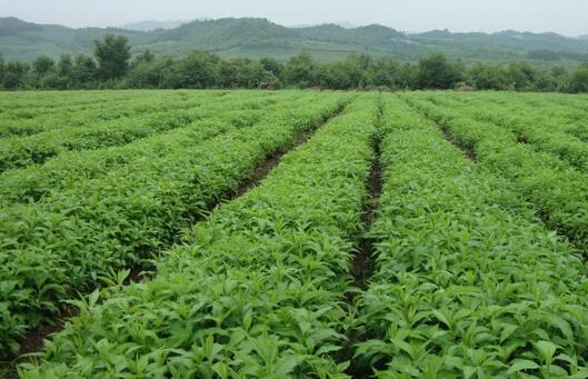 2017种白芷赚钱吗?