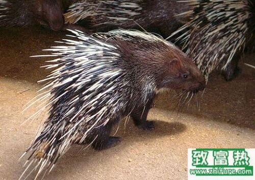 2017养豪猪赚钱吗?2017豪猪养殖前景及市场价格行情分析