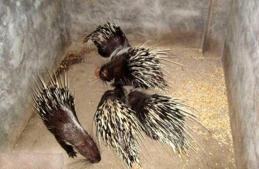 2017养豪猪赚钱吗?