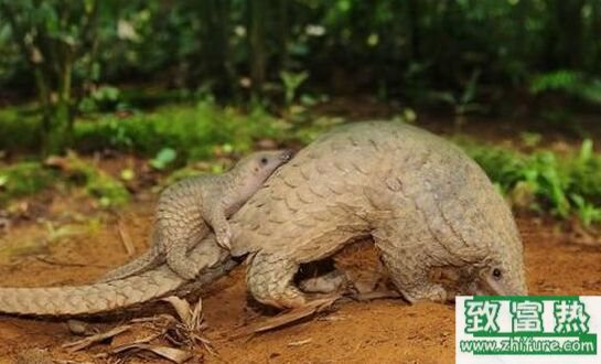 2017养穿山甲赚钱吗?2017穿山甲养殖前景及市场价格行情分析