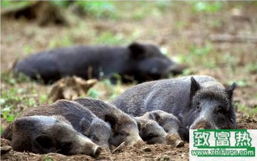 2017养野猪赚钱吗?2017野猪养殖前景及市场价格行情分析