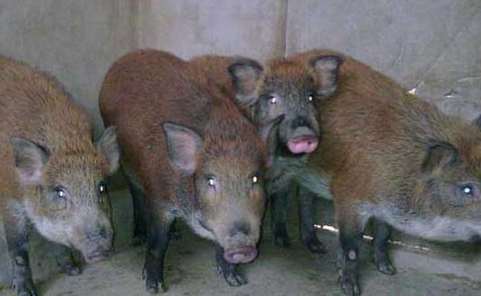 2017养野猪赚钱吗?