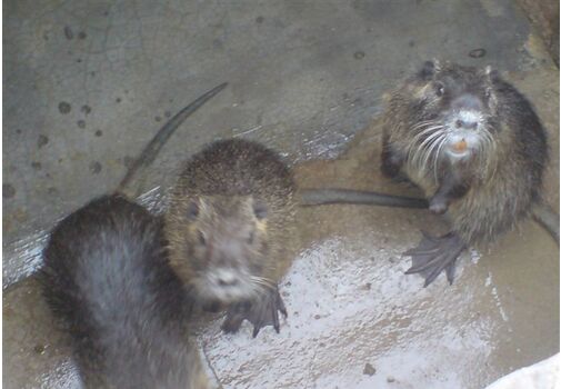 2017养海狸鼠赚钱吗?