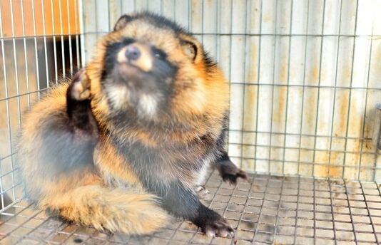 2017养貉子赚钱吗?