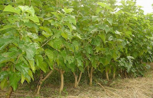 杜仲的种植技术