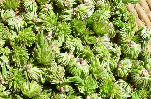 2017种杜仲赚钱吗?