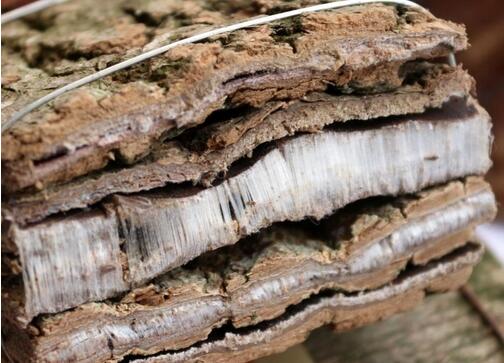 杜仲的功效与作用