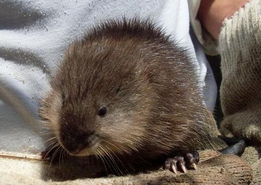 2017麝香鼠