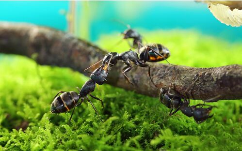 2017养蚂蚁赚钱吗?