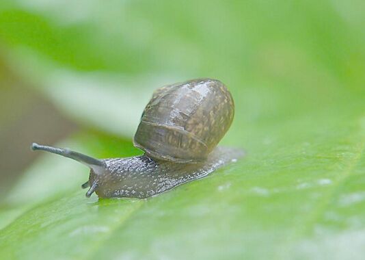 2017养蜗牛赚钱吗?