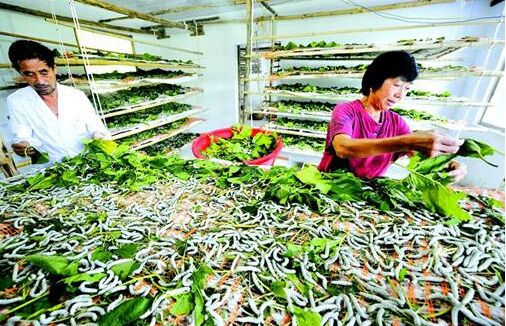 2017养蚕赚钱吗?