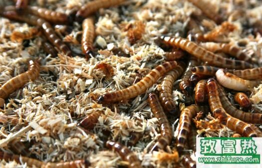 2017养黄粉虫赚钱吗?2017黄粉虫养殖前景及市场价格行情分析