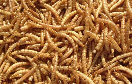 2017养黄粉虫赚钱吗?