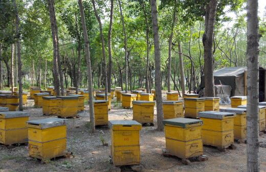 2017养蜂赚钱吗?