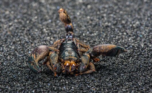 2017养蝎子赚钱吗?