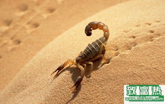 2017养蝎子赚钱吗?2017蝎子养殖前景及市场价格行情分析