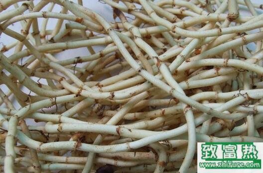 2017种鱼腥草赚钱吗?2017种鱼腥草前景及市场价格行情分析