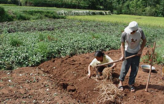 2017种鱼腥草赚钱吗？
