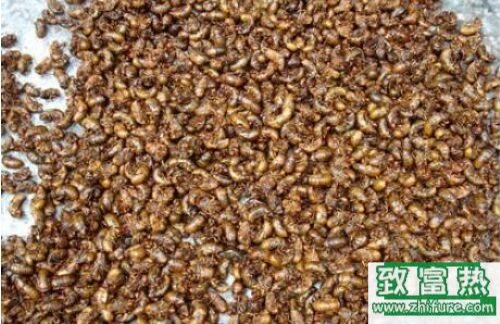 2017养金蝉赚钱吗?2017金蝉养殖前景及市场价格行情分析