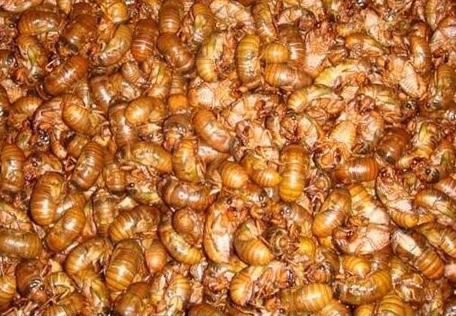 2017养金蝉赚钱吗?