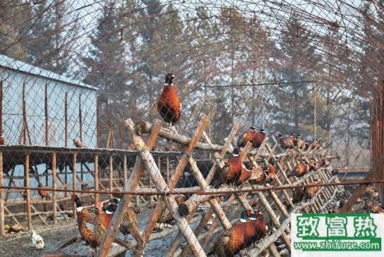 养1000只山鸡能赚多少钱？养山鸡的成本和利润 