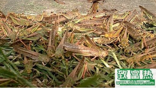 2017养蝗虫赚钱吗?2017蝗虫养殖前景及市场价格行情分析