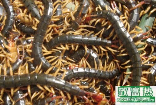 2017养蜈蚣赚钱吗?2017蜈蚣养殖前景及市场价格行情分析