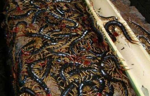 2017养蜈蚣赚钱吗?