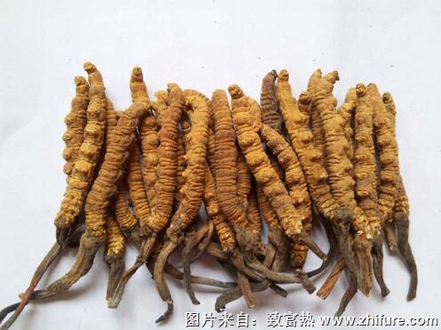 2017种冬虫夏草赚钱吗？2017种冬虫夏草前景及市场价格行情分析