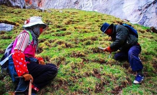 2017种冬虫夏草赚钱吗?