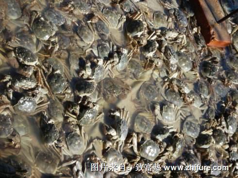 养一亩河蟹能赚多少钱？养河蟹的成本和利润