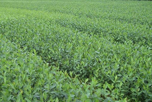 茶苗怎么种呢？茶苗的扦插繁育技术