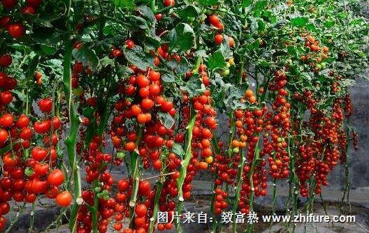 番茄种植会发生什么病虫害么?应该怎么防治呢?