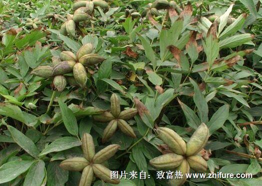 油用牡丹经济效益怎么样? 适合库尔勒种植吗?