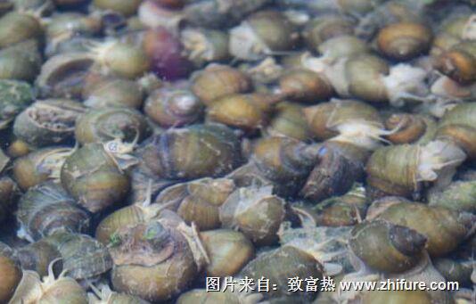 养殖田螺的效益怎么样?