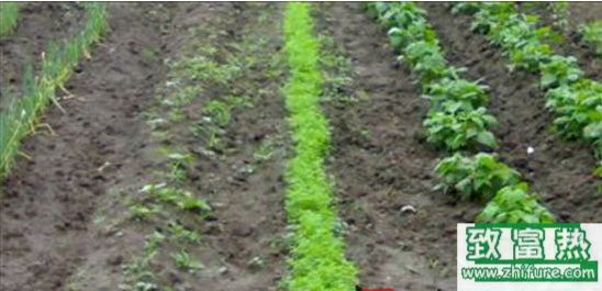 三月份适合种植什么菜?