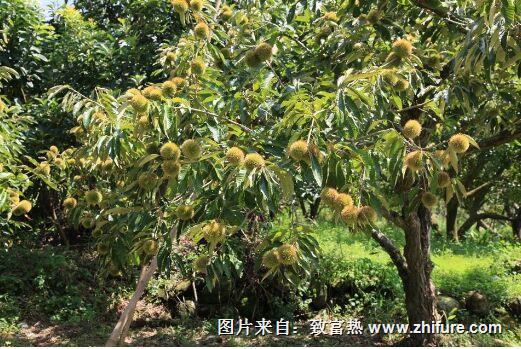 板栗种植新技术