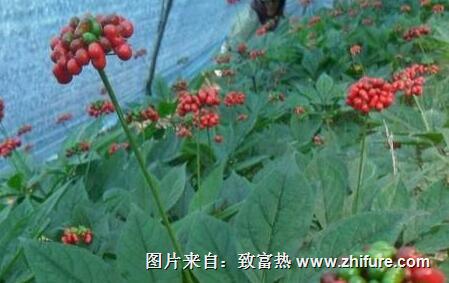 人参的种植技术