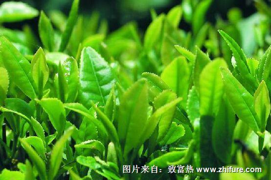 江西铁观音茶是算红茶还是绿茶？